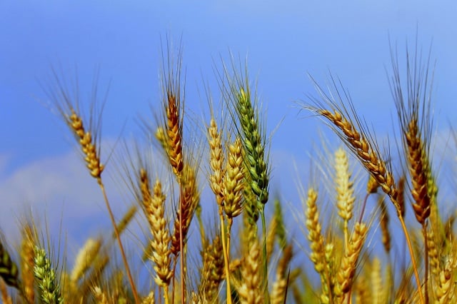 Wheat_Plants