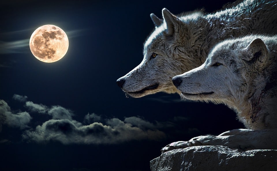 Full Wolf Moon in Leo; Awakening to Compassion.